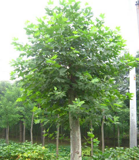 tľֲɻôٸIB(yng)