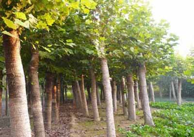 tժāM(jn)Ȱl(f)ӷ֦ٳ