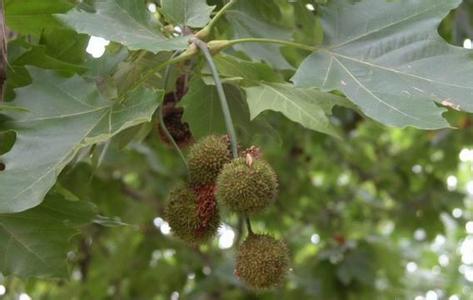 tժāM(jn)Ȱl(f)ӷ֦ٳ